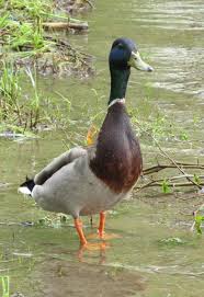 Des Recettes Ecologiques Pour Nettoyer Madame Chasse Taches