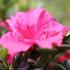 4 feet tall & wide. Bloom A Thon Hot Pink Reblooming Azalea Buy At Nature Hills Nursery