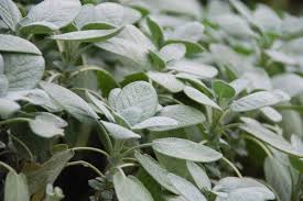 Image result for Bergia salaria