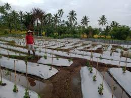 We did not find results for: Tanaman Cabai Jadi Peluang Bisnis Yang Menguntungkan Faktabmr