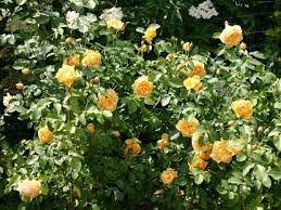 English roses from david austin roses | bare root & potted plants. Englische Rose Graham Thomas Schonste Rosen Expertenwissen