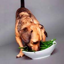 For cooked pork such as bacon, ham, sausage, or ribs be very careful with the seasonings. Can Dogs Eat Beans There Are Beans You Shouldn T Feed Your Dog Human Food Can Dogs Eat Strawberries Dog Nutrition