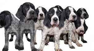 Image result for auvergneský ohař