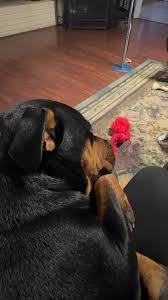 Lord These Chilrennns