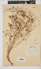 Image result for Lobelia welwitschii