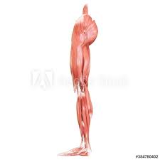 Check spelling or type a new query. Human Muscular System Muscles Anatomy Leinwandbilder Bilder Physiologie Posiert Erwachsenen Myloview De