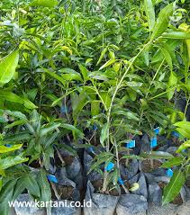 Maybe you would like to learn more about one of these? Jual Bibit Mangga Arumanis Kualitas Unggul Termurah Kartani Co Id