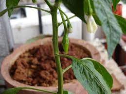 Put 100 grams of organic fertilizer and water the plants every 3 days. How To Grow Chillies At Home 4 Steps Instructables