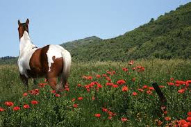 Paint Black And Brown Horse Paint Horse In Flower Field By Black Bear Graphics On Deviantart Horses Horse Painting Flower Field