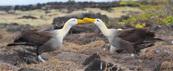 Waved Albatross | Endemic Galapagos Seabird & Mating Dance