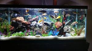 How Many African Cichlids Should You Keep? - Youtube