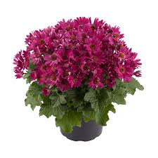 Long lasting flowers for pots. Senetti Senetti Is A Completely New Collection Of Pericallis Hybrids