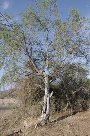 Image result for Tabernaemontana ventricosa