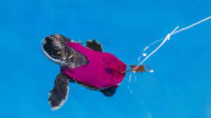 Beach Crawling Doesn T Tire Out Baby Sea Turtles The New York Times