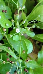 Image result for Samolus