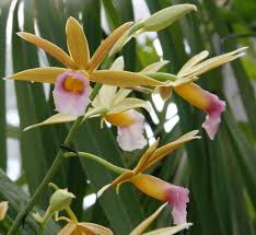 Image result for Phaius occidentalis