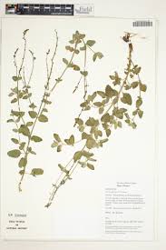 Image result for Achyrospermum carvalhoi