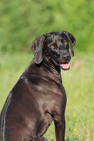 What are some similar dog breeds to a rhodesian ridgeback? Black Rhodesian Ridgeback Ridgebacks Pinterest Beautiful Dog Breeds Rhodesian Ridgeback Dog Rhodesian Ridgeback