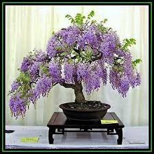 5 Pcs Purple Wisteria Flower Seeds Diy Home Garden Bonsai Usa Seller Free Ship Wisteria Bonsai Wisteria Tree Bonsai Seeds