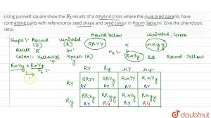Autosomal dominant/recessive inheritance predicting one trait at a time mono=one. Using Punnett Square Show The F 2 Results Of A Dihybrid Cross Where The Pure Bred Youtube