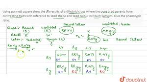 When it comes to punnett squares in mcat genetics, that last thing you want to do is write out a complete 4 square or 16 square diagram for a monohybrid or dihybrid cross. Using Punnett Square Show The F 2 Results Of A Dihybrid Cross Where The Pure Bred Youtube