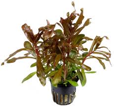 Image result for Nesaea