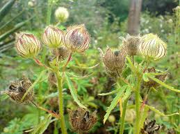 Image result for Hibiscus cannabinus