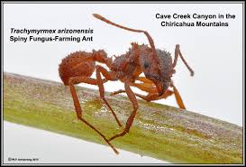 So yes, baby ants are smaller than adults, but also shaped completely differently. Ant Introduction