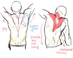 Regions of the back (surface anatomy). Pin On References Tutorials