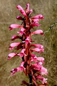 Image result for Satyrium macrophyllum