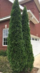 Check spelling or type a new query. Emerald Green Arborvitae In 2 5 Inch Containers 6 14 Inches Tall Daylily Nursery