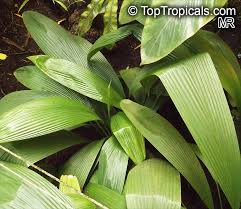 Image result for Curculigo latifolia
