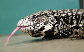 Black And White Tegu Lizard Facts Habitat Diet Pictures Clint looks at the these incredible lizards to.
