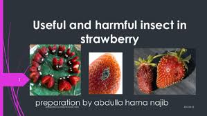 Planting strawberry seeds gives 26 experience and requires 3 strawberry seeds to be planted/dipped into an allotment patch using the seed dibber. Pdf Useful And Harmful Insect In Strawberry Abdulla Hama Academia Edu