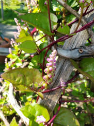 Image result for Basella