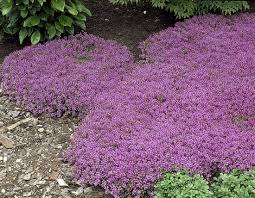 Thingiverse is a universe of things. Creeping Thyme Magic Carpet