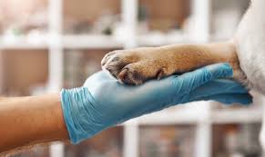 Qu Est Ce Que La Zootherapie Et Qui Peut La Pratiquer