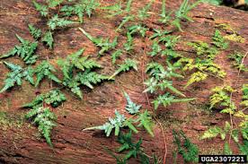 Image result for Lygodiaceae