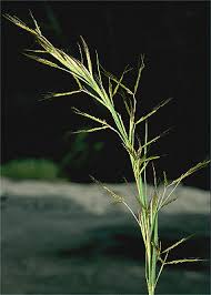 Image result for Hyparrhenia rufa