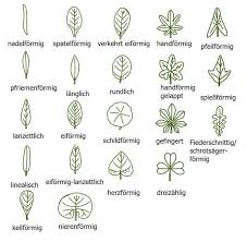 Kreuzblütler ist eine der wichtigsten pflanzenfamilien für den menschen, da sie eine vielzahl nützlicher kulturpflanzen beinhaltet. Lab Home Fruhlingstagebuch Fruhjahrsbluher