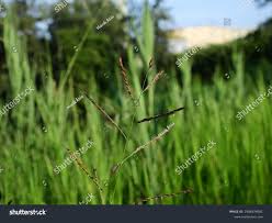Image result for Eriochloa procera