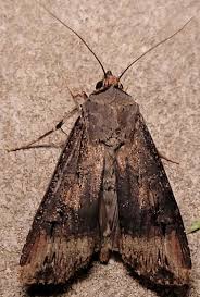 Image result for Agrotis ipsilon