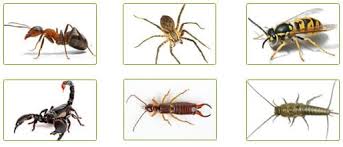 Call us for all your pest control needs! X Out Pest Control