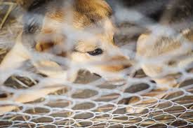 In order to do that you must measure your fence carefully. How To Stop A Dog From Digging Under The Fence 7 Steps