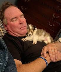 Fox Point Farm Toy Shelties