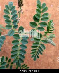 Image result for Indigofera daleoides