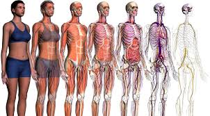 Orthopaedic Specialist Jpeg 1178 651 Anatomy And Physiology Human Anatomy And Physiology Human Anatomy