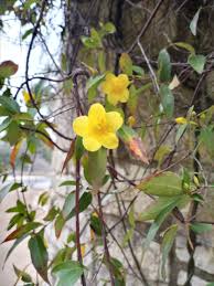Image result for Gelsemiaceae