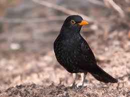 Maybe you would like to learn more about one of these? 20 Most Common Irish Garden Birds Easy Identification Guide Coast Monkey