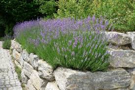 So Bepflanzen Sie Schmale Beete Effektvoll Gartenmauern Garten Lavendel Und Steinmauer Garten